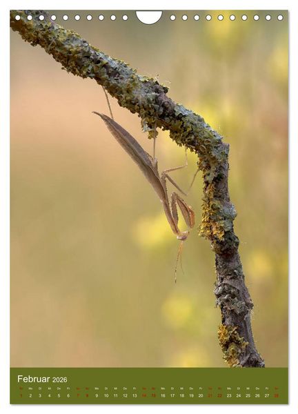Produktbild: Die Gottesanbeterin. R&auml;uber der Insektenwelt. (Wandkalender 2026 DIN A4 hoch), CALVENDO Monatskalender
