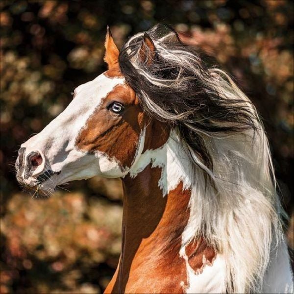 Produktbild: Horses 2027