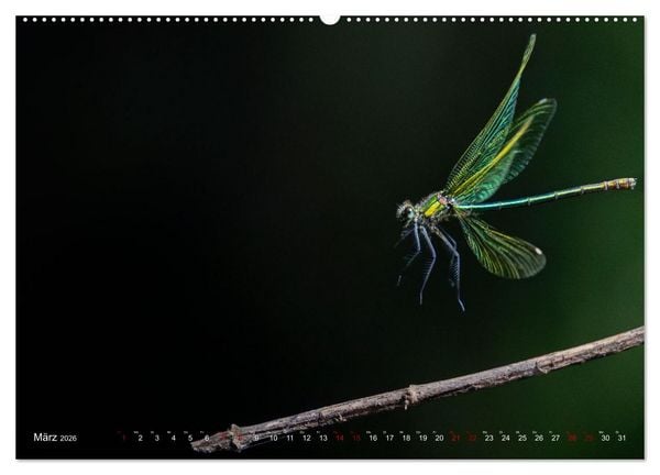 Produktbild: Naturwunder Libellen (Wandkalender 2026 DIN A2 quer), CALVENDO Monatskalender