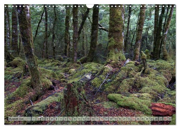 Produktbild: Prim&auml;rwald - Neuseeland (Wandkalender 2026 DIN A3 quer), CALVENDO Monatskalender