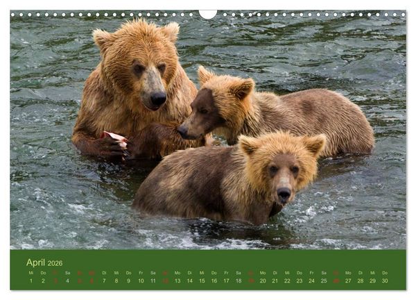 Produktbild: Der B&auml;renkalender 2026 CH-Version (Wandkalender 2026 DIN A3 quer), CALVENDO Monatskalender