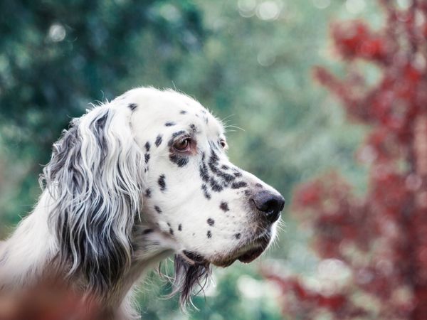 Produktbild: CALVENDO Puzzle Bluebelton English Setter H&uuml;ndin 1000 Teile Lege-Gr&ouml;&szlig;e 64 x 48 cm Foto-Puzzle Bild von VISOVIO