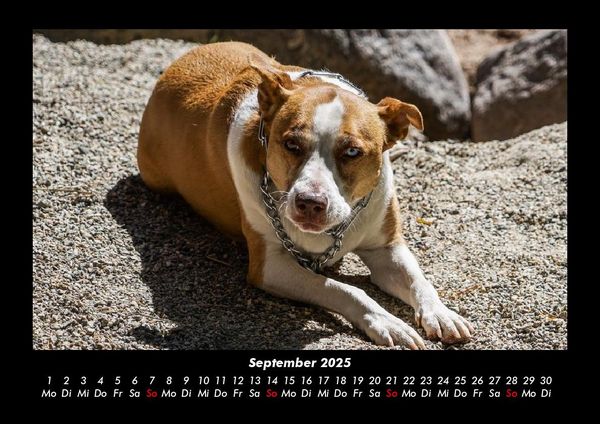 Produktbild: Hundezauber 2025 Fotokalender DIN A3