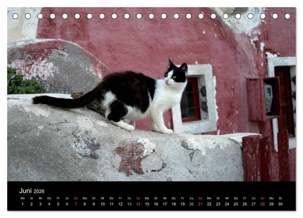Produktbild: Katzensprung (Tischkalender 2026 DIN A5 quer), CALVENDO Monatskalender