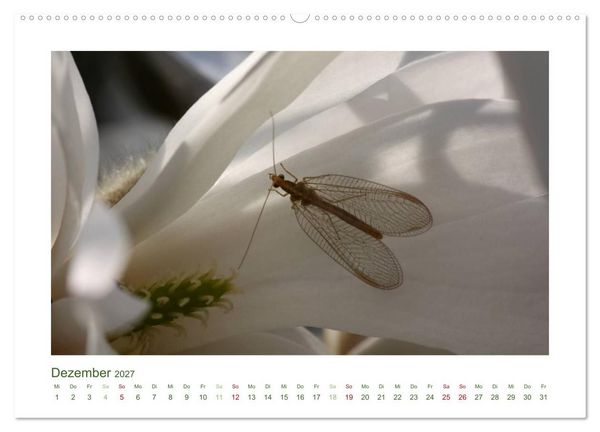 Produktbild: Heimische Insekten 2027 (Wandkalender 2027 DIN A2 quer), CALVENDO Monatskalender