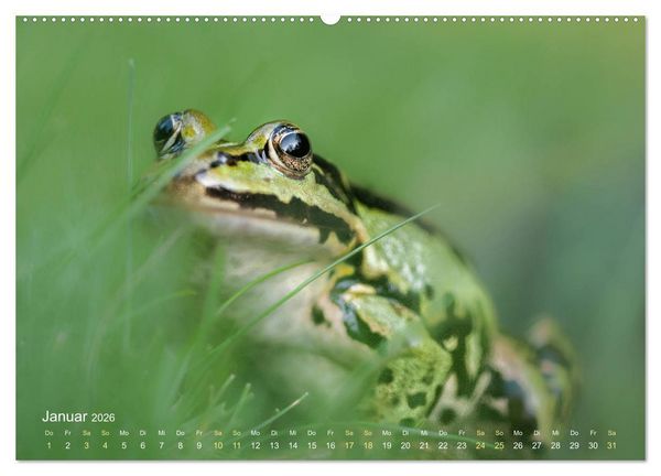 Produktbild: Fr&ouml;sche zum Verlieben (hochwertiger Premium Wandkalender 2026 DIN A2 quer), Kunstdruck in Hochglanz