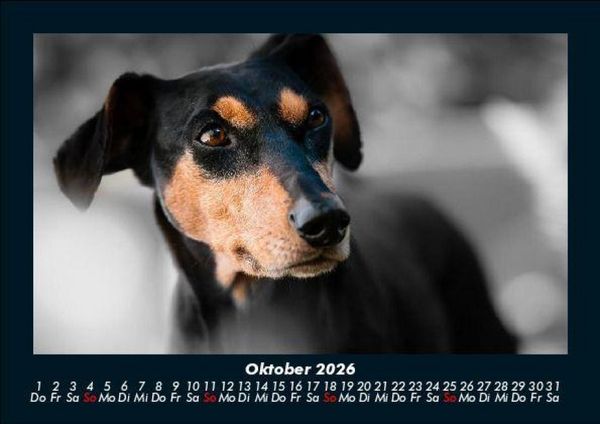Produktbild: Hundezauber 2026 Fotokalender DIN A5