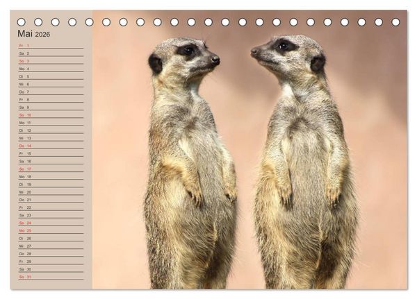 Produktbild: Erdm&auml;nnchen (Tischkalender 2026 DIN A5 quer), CALVENDO Monatskalender