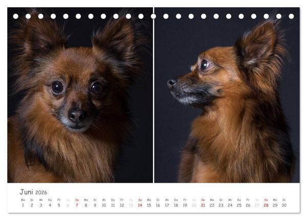 Produktbild: charakterstarke Hunde, wundersch&ouml;ne Hundeportraits (Tischkalender 2026 DIN A5 quer), CALVENDO Monatskalender