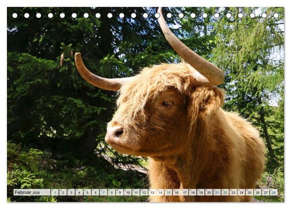 Produktbild: K&uuml;he im Einklang mit der Natur (Tischkalender 2026 DIN A5 quer), CALVENDO Monatskalender