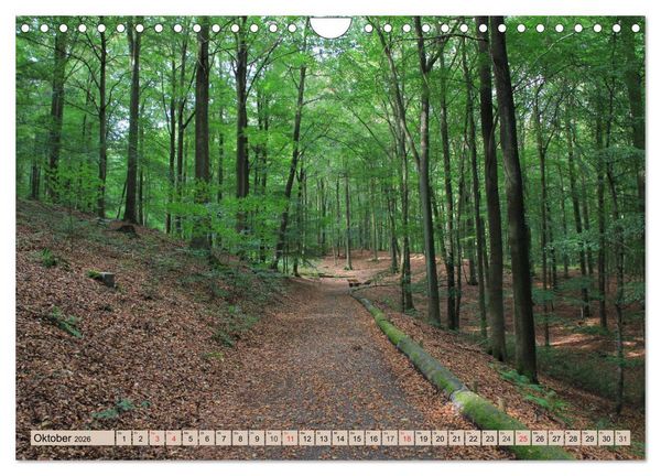 Produktbild: Traumhafte Eifel - In der Rureifel unterwegs (Wandkalender 2026 DIN A4 quer), CALVENDO Monatskalender