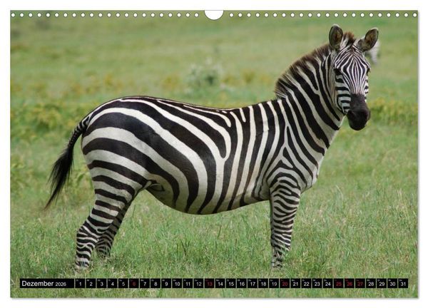 Produktbild: Zebras - Ungez&auml;hmte Kraft (Wandkalender 2026 DIN A3 quer), CALVENDO Monatskalender