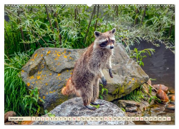 Produktbild: Waschb&auml;r - Niedlicher Allesfresser (Wandkalender 2026 DIN A2 quer), CALVENDO Monatskalender