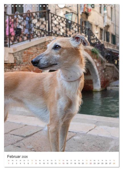Produktbild: Silken Windsprites - Zwei Windhunde erobern die Lagunenstadt Venedig (Wandkalender 2026 DIN A3 hoch), CALVENDO Monatskalender