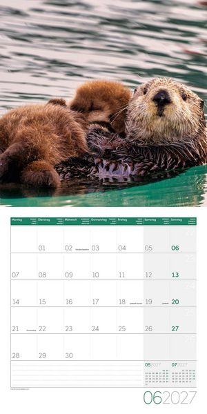 Produktbild: Otter Kalender 2027 - 30x30 - Art12