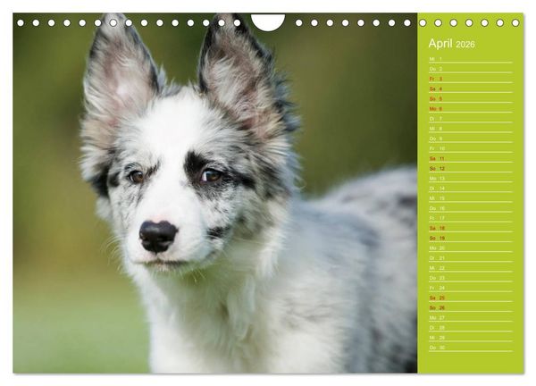 Produktbild: Border Collies - nicht nur schwarzwei&szlig; (Wandkalender 2026 DIN A4 quer), CALVENDO Monatskalender