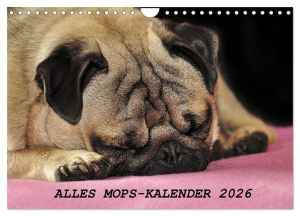 Produktbild: Alles Mops-Kalender 2026 (Wandkalender 2026 DIN A4 quer), CALVENDO Monatskalender