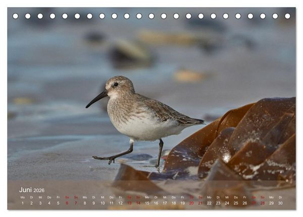 Produktbild: V&ouml;gel an Deutschlands K&uuml;sten (Tischkalender 2026 DIN A5 quer), CALVENDO Monatskalender