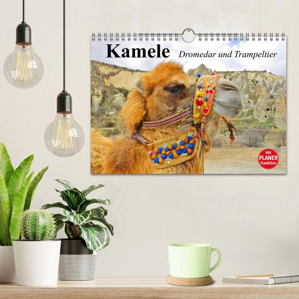 Produktbild: Kamele. Dromedar und Trampeltier (Wandkalender 2026 DIN A4 quer), CALVENDO Monatskalender