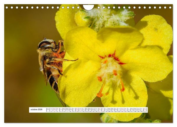 Produktbild: La vie de nos prairies - Les dipt&egrave;res (Calendrier mural 2026 DIN A4 vertical), CALVENDO calendrier mensuel
