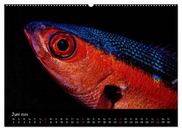 Produktbild: Die Welt unter Wasser (hochwertiger Premium Wandkalender 2026 DIN A2 quer), Kunstdruck in Hochglanz