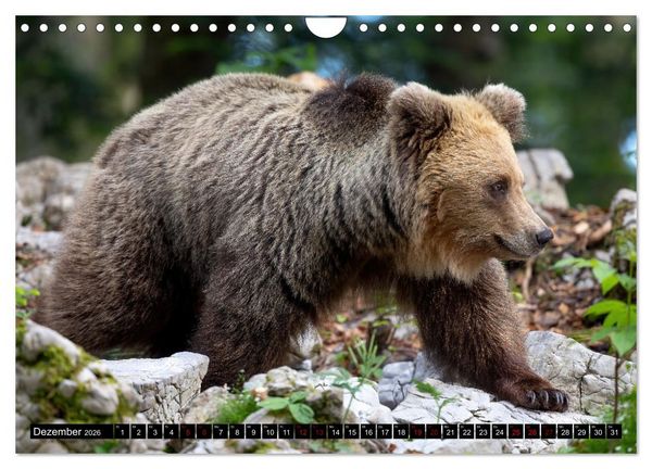 Produktbild: Lautlos in den W&auml;ldern Sloweniens (Wandkalender 2026 DIN A4 quer), CALVENDO Monatskalender