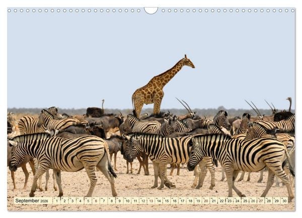 Produktbild: Afrika. Botswanas wundervolle Tierwelt (Wandkalender 2026 DIN A3 quer), CALVENDO Monatskalender