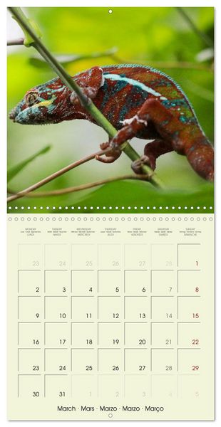 Produktbild: Les merveilles du monde les reptiles (Calendrier mural carr&eacute; 2026 30x30 cm) Calendrier double avec une page pour vos prises de notes