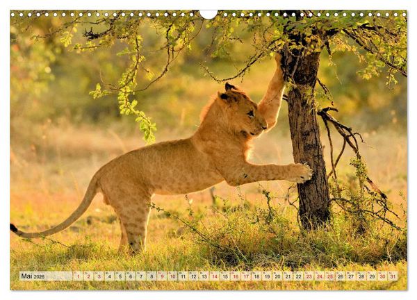 Produktbild: Faszination Afrika: L&ouml;wen (Wandkalender 2026 DIN A3 quer), CALVENDO Monatskalender