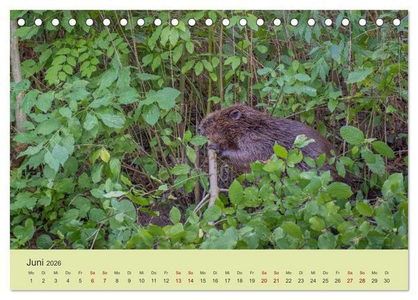 Produktbild: Faszination Biber (Tischkalender 2026 DIN A5 quer), CALVENDO Monatskalender