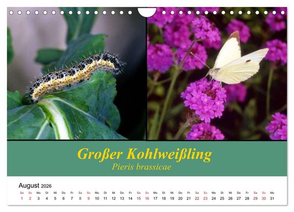 Produktbild: Zwei Leben, Raupe und Schmetterling (Wandkalender 2026 DIN A4 quer), CALVENDO Monatskalender