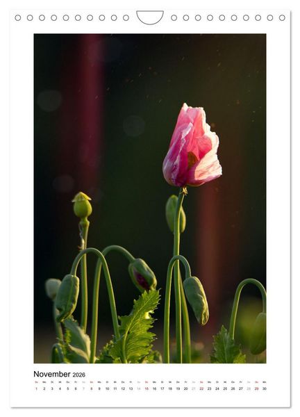 Produktbild: Zauber der Mohnbl&uuml;te (Wandkalender 2026 DIN A4 hoch), CALVENDO Monatskalender