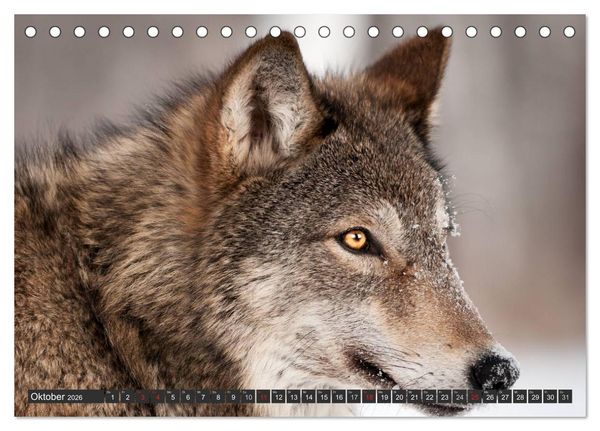 Produktbild: W&ouml;lfe. Graue Eminenzen (Tischkalender 2026 DIN A5 quer), CALVENDO Monatskalender