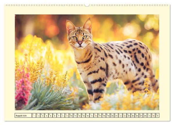 Produktbild: Savannah Katzen. Exotische Wildsch&ouml;nheiten im Naturgarten (Wandkalender 2026 DIN A2 quer), CALVENDO Monatskalender