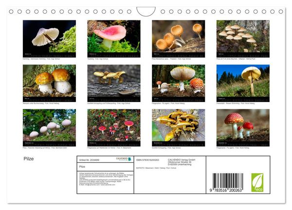 Produktbild: Pilze (Wandkalender 2026 DIN A4 quer), CALVENDO Monatskalender