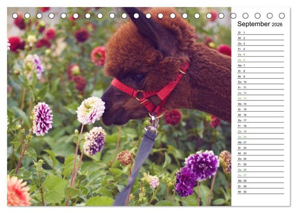 Produktbild: Alpakas im Paradies (Tischkalender 2026 DIN A5 quer), CALVENDO Monatskalender