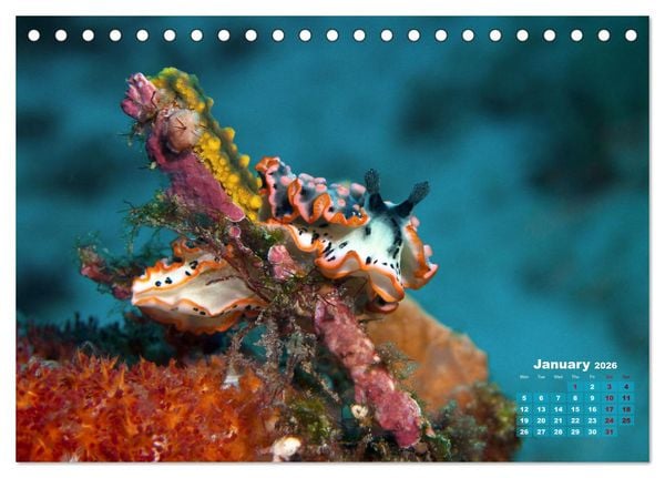 Produktbild: Oceans Alive - A World of Color and Diversity (Desk Calendar 2026 DIN A5 landscape), CALVENDO 12 Month DeskCalendar