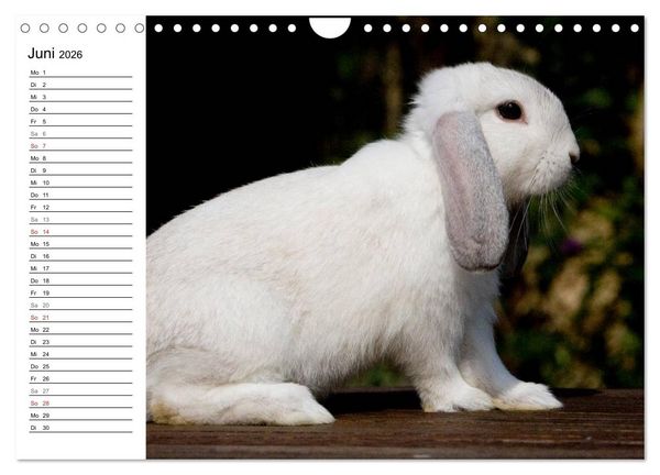 Produktbild: Kaninchen - knuddelige Hausgenossen (Wandkalender 2026 DIN A4 quer), CALVENDO Monatskalender