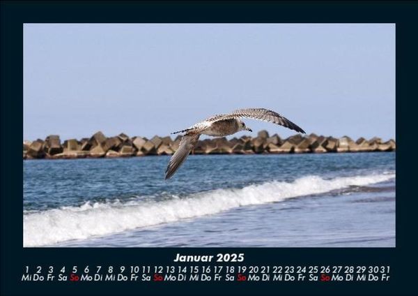 Produktbild: M&ouml;wen 2025 Fotokalender DIN A5