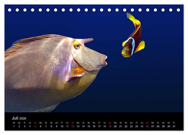 Produktbild: Meeres Sch&ouml;nheiten (Tischkalender 2026 DIN A5 quer), CALVENDO Monatskalender
