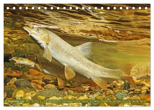 Produktbild: Fische in Teichen und Fl&uuml;ssen (Tischkalender 2026 DIN A5 quer), CALVENDO Monatskalender