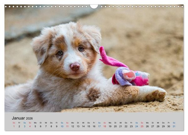 Produktbild: Australian Shepherd Welpen 2026 (Wandkalender 2026 DIN A3 quer), CALVENDO Monatskalender