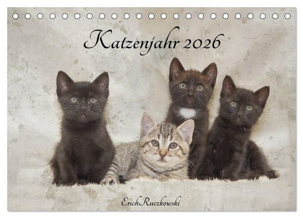 Katzenjahr 2026 (Tischkalender 2026 DIN A5 quer), CALVENDO Monatskalender