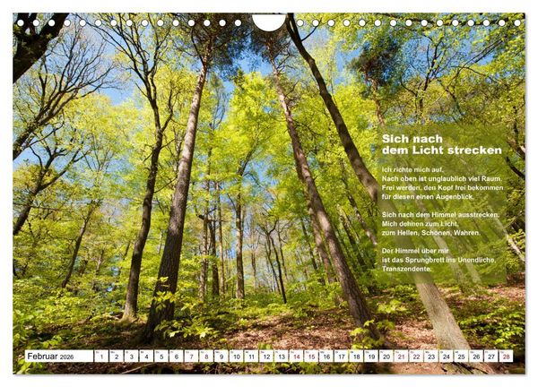 Produktbild: Stehen wie ein Baum (Wandkalender 2026 DIN A4 quer), CALVENDO Monatskalender
