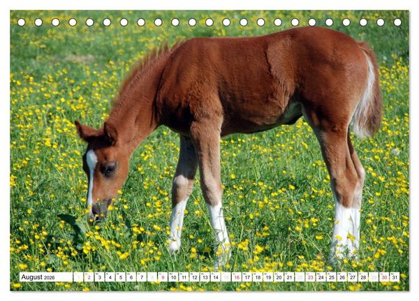 Produktbild: Nachwuchs in der Tierwelt (Tischkalender 2026 DIN A5 quer), CALVENDO Monatskalender