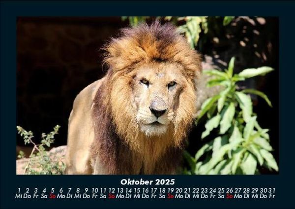 Produktbild: Tierkalender 2025 Fotokalender DIN A5