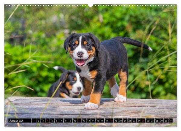 Produktbild: Ein Hund zum Verlieben - Gro&szlig;er Schweizer Sennenhund (hochwertiger Premium Wandkalender 2026 DIN A2 quer), Kunstdruck in Hochglanz