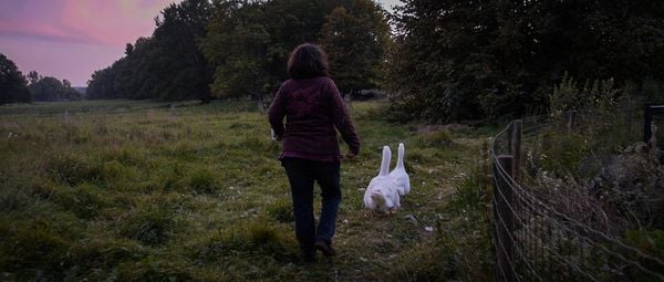 Produktbild: The End of Meat - Eine Welt ohne Fleisch + Bonus: Kurzdoku 'A Future Imperative' (ca. 30 Min; deutsche und englische Untertitel)