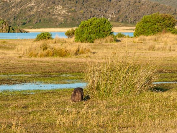 Produktbild: CALVENDO Puzzle Wombat im Narawntapu NP | 1000 Teile Lege-Gr&ouml;&szlig;e 64x48cm Foto-Puzzle f&uuml;r gl&uuml;ckliche Stunden