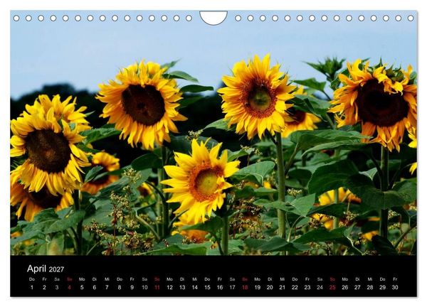 Produktbild: Sonnenblumen (Wandkalender 2027 DIN A4 quer), CALVENDO Monatskalender